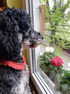 Dog at window