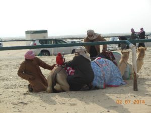 camels