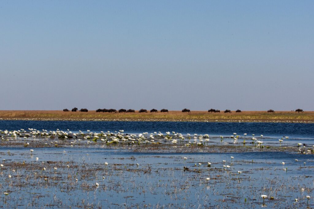 Zambia