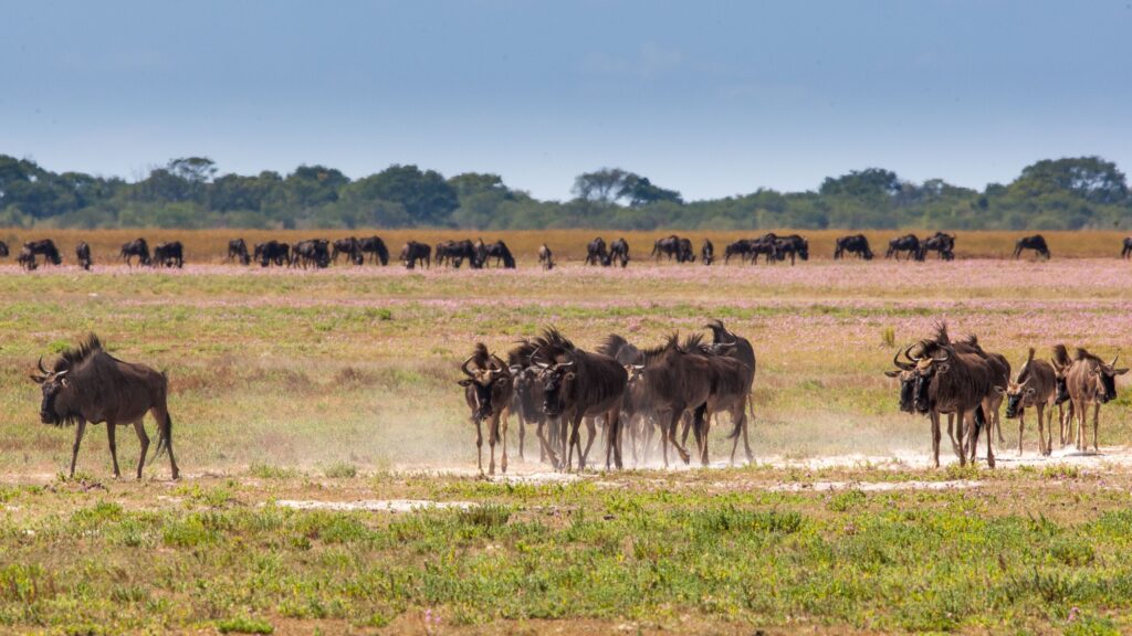 Zambia