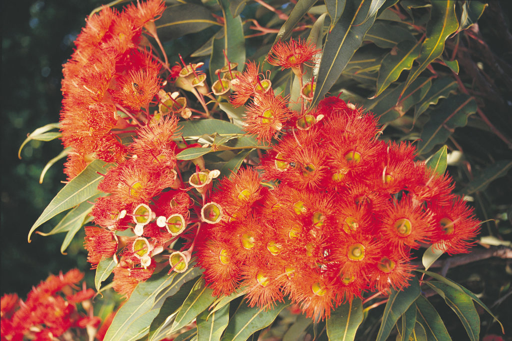 Red-flowering gum