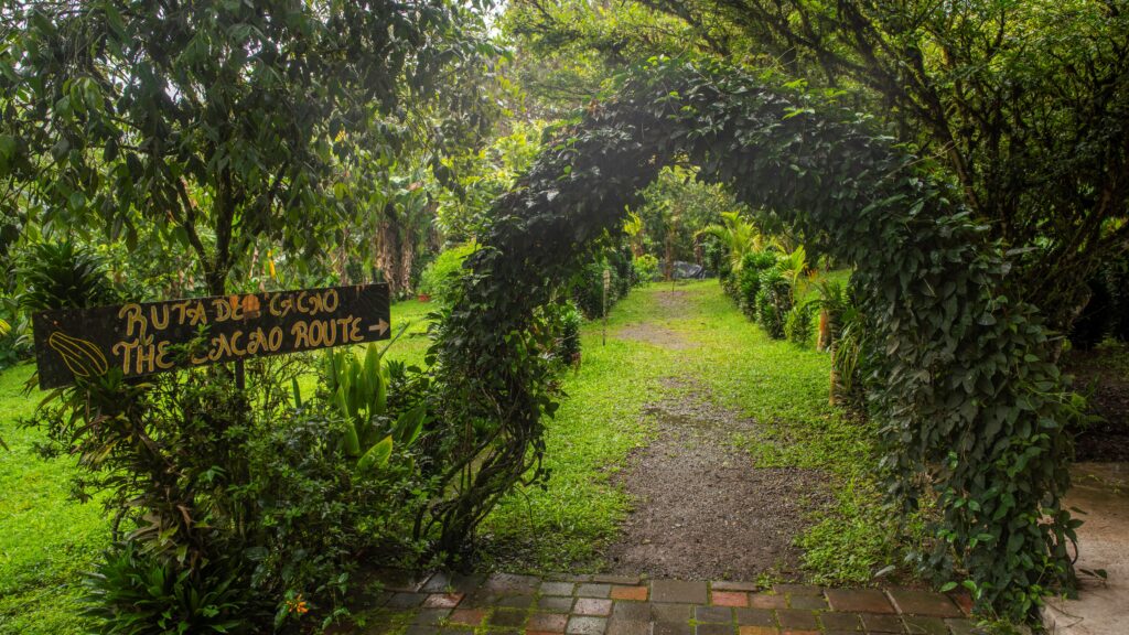 cacao bean farm