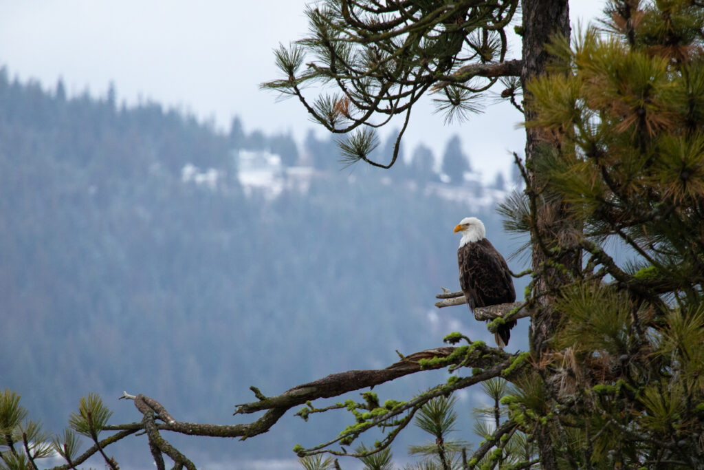 eagle spotting