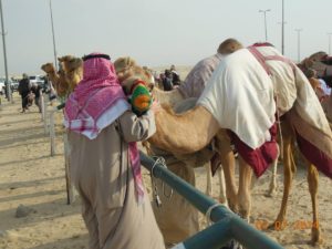 camels