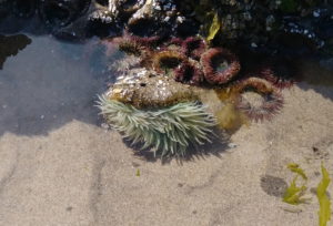 Oregon Coast