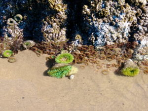 Oregon Coast