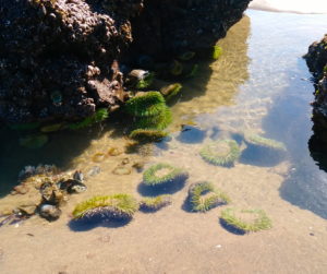 Oregon Coast