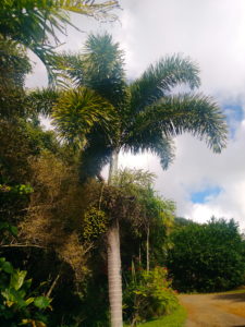 Lydgate Farms, Kaua'i