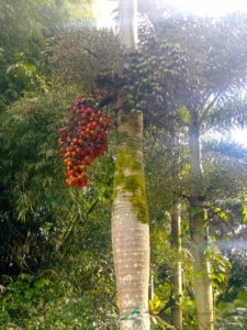 Lydgate Farms, Kaua'i