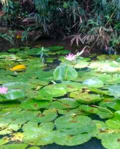 Lydgate Farms, Kaua'i