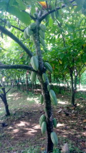 Lydgate Farms, Kaua'i