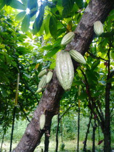 Lydgate Farms, Kaua'i