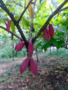 Lydgate Farms, Kaua'i