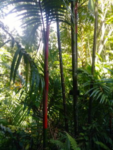 Lydgate Farms, Kaua'i