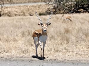 Wildlife Safari, Winston, OR