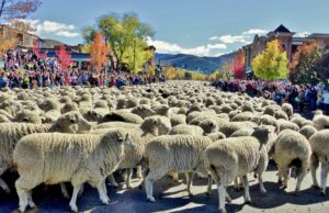 Sheep Festival