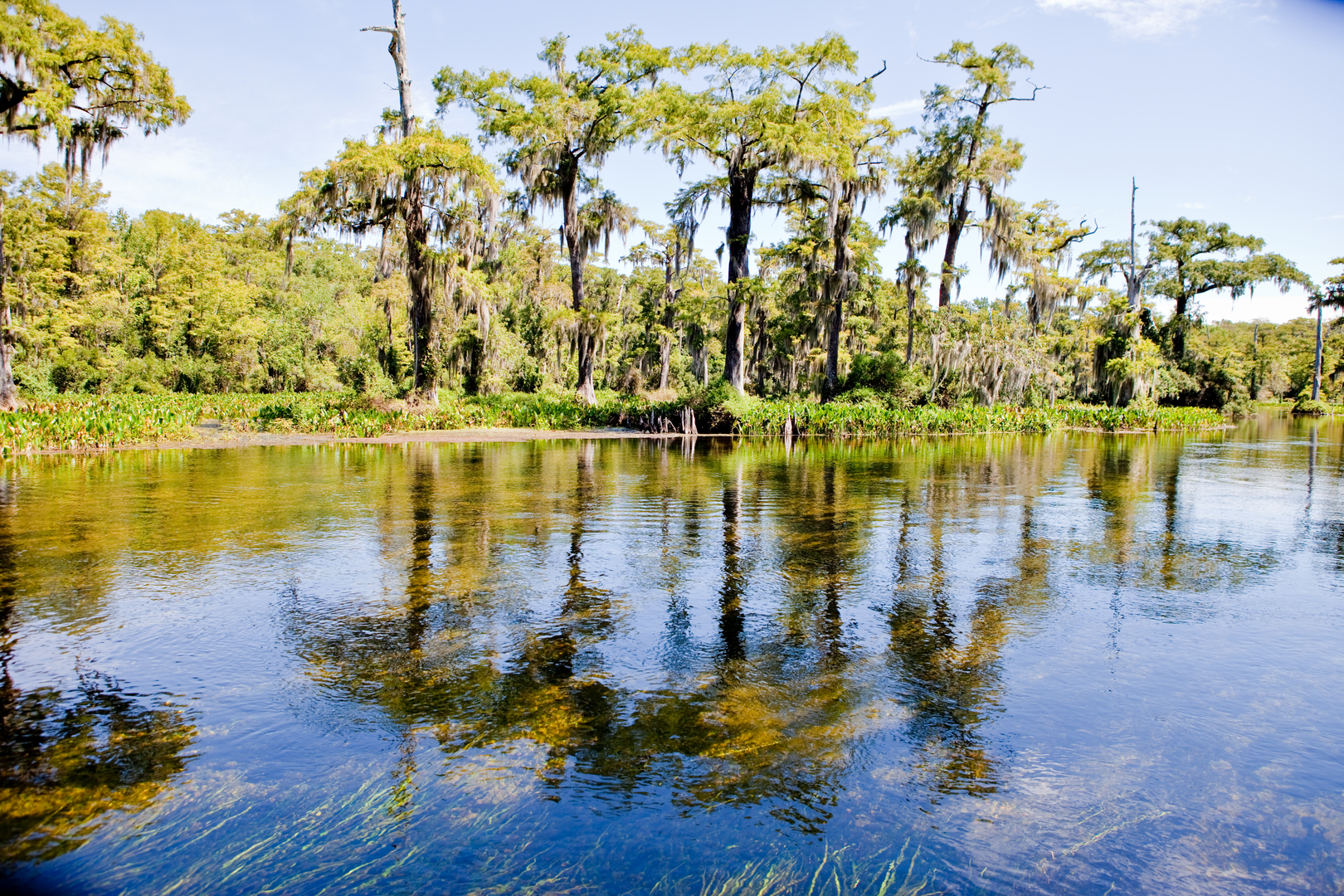 Alligators, Tarzan and the Creature from Black Lagoon in Wakulla ...