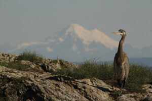 blue heron