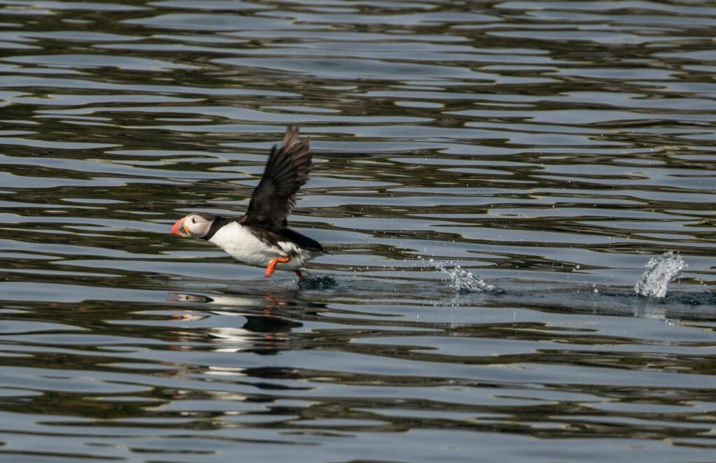 puffin