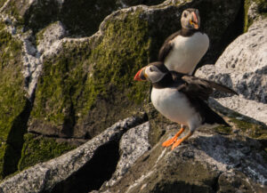 Farne Islands