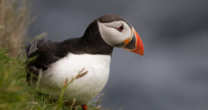 Farne Islands