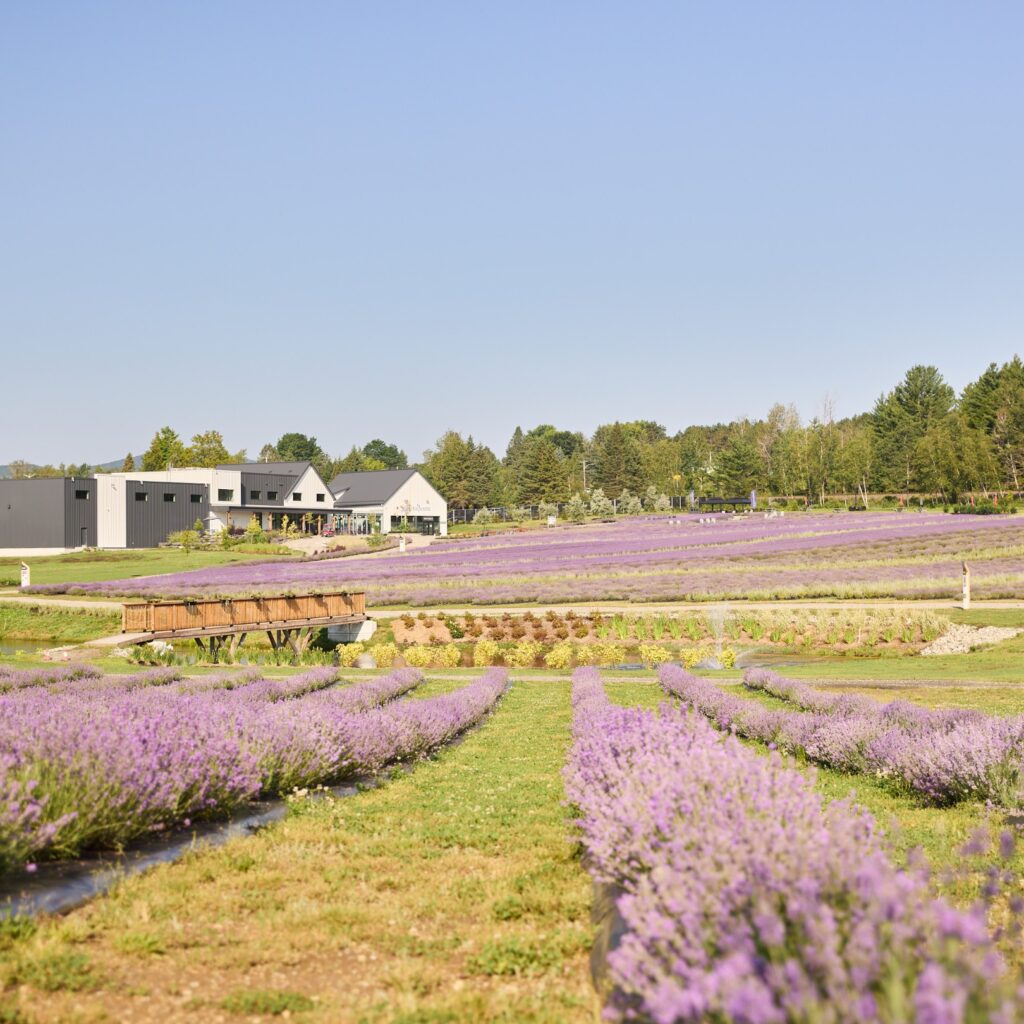 lavender field