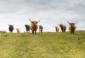 Highland cows