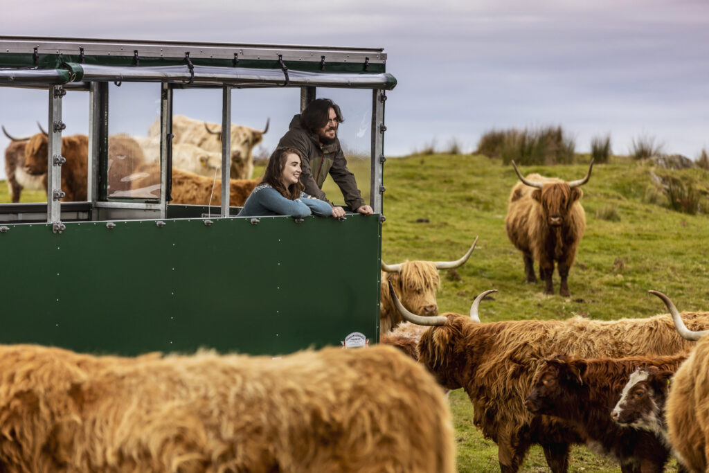 highland cows