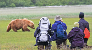 Alaska brown bear viewing at Hallo Bay