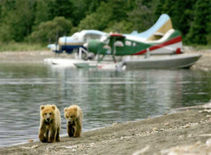 Grizzly bear fishing for salmon at Brooks Falls in Katmai National Park