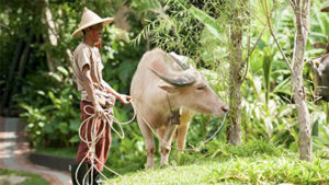 Rescued buffalo at Keemala Resort & Spa in Thailand