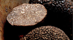 Nature’s artwork, the truffle, close up