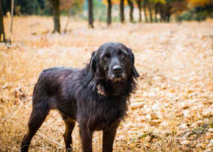 A truffle-finding dog takes a break