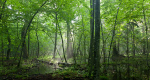 Bialowieza Forest, Poland