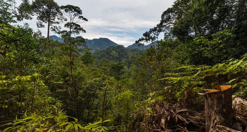 Borneo