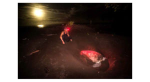 A Sea Turtle Conservancy research assistant uses a red light so as to not disturb the turtle while making its nest