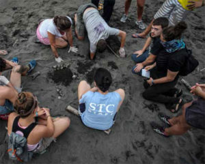 Research assistants and volunteers excavate a nest