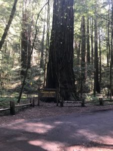 Redwoods