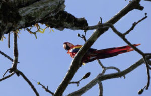 A scarlet macaw in a tree