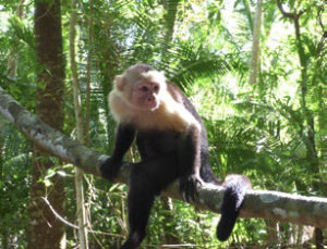 A capuchin monkey