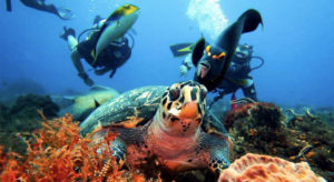 Diving in Cozumel PHOTO: © DEEPBLU