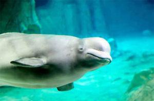 Valencia’s Oceanogràfic aquarium