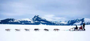 Dogsled excursions