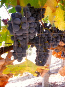 Fall vineyards