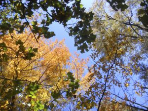 Autumn foliage