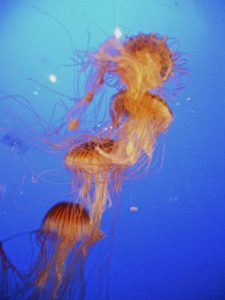 jellyfish