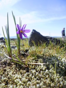 mountain flowers