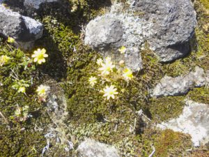 mountain flowers