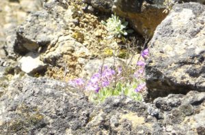 mountain flowers