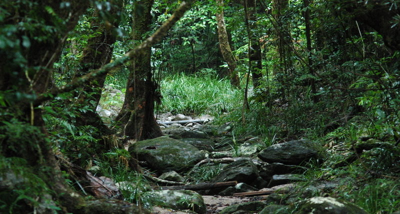 Daintree